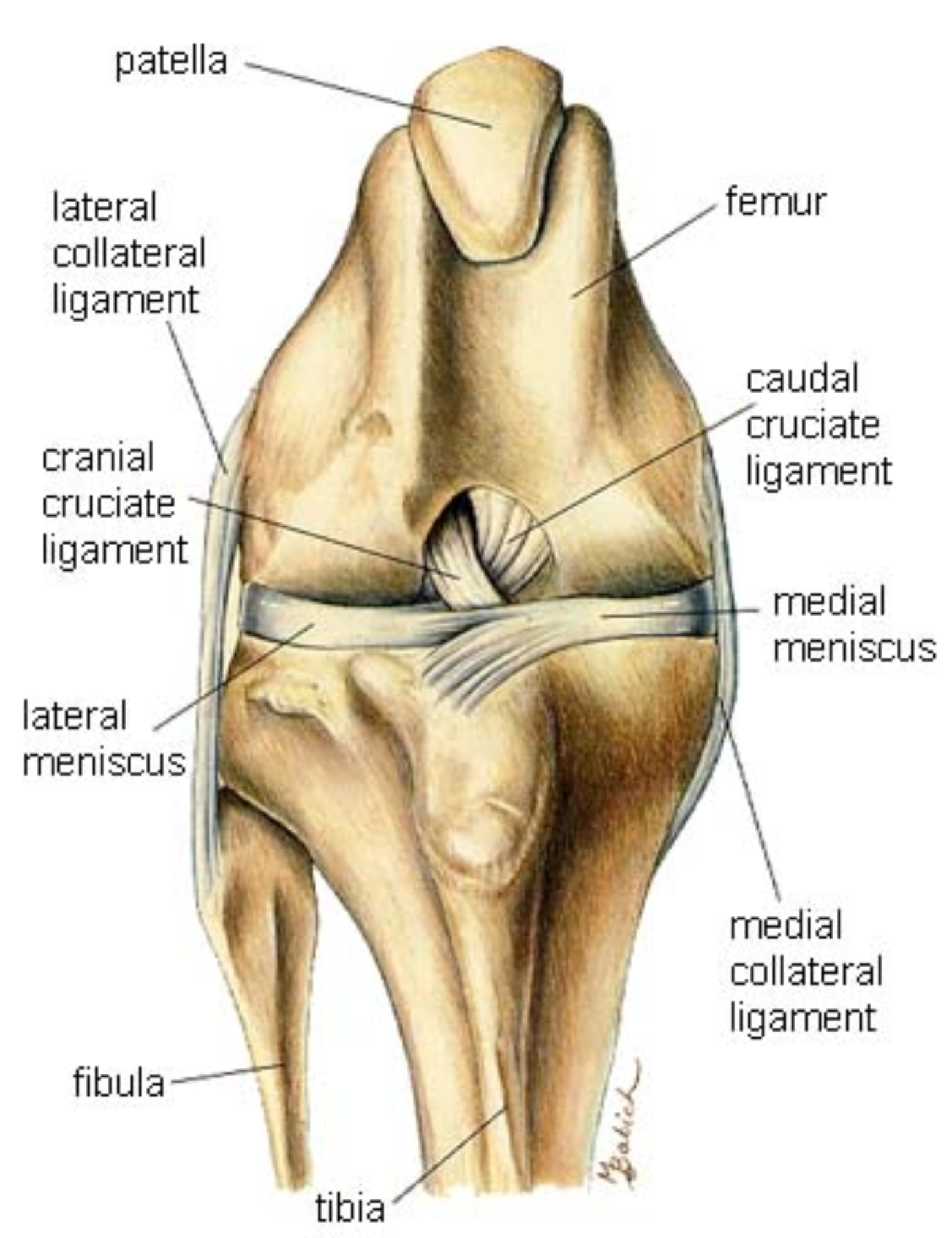 Cranial Cruciate Ligament Disease In Dogs New England Veterinary Services