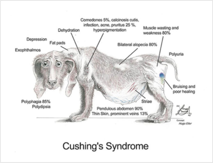 Cushing's Disease in Dogs Causes Diagnostics Treatments New England Veterinary Services