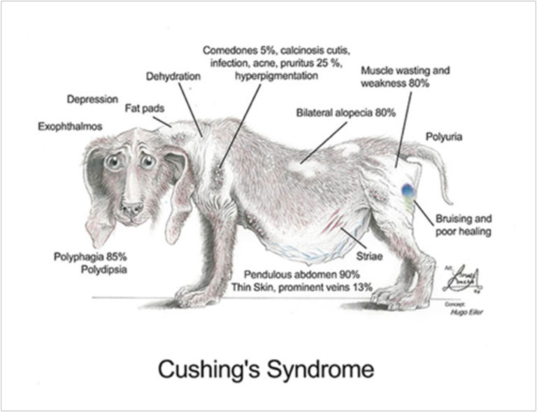 dog cushing's life expectancy