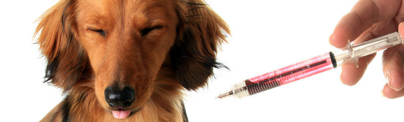 dog-vaccinations-at-our-armidale-vet-clinic
