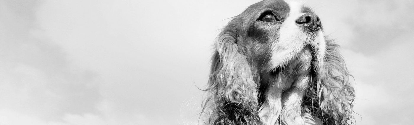 euthanasia-for-your-pet