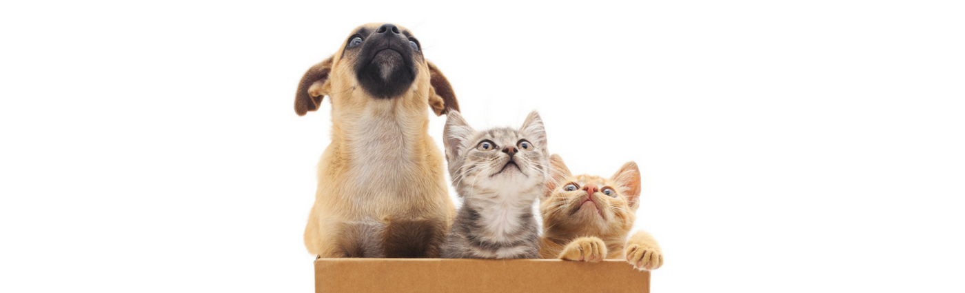 puppy-kitten-packs